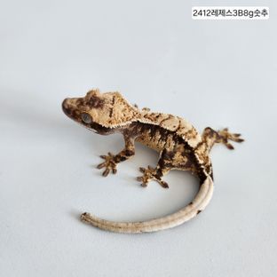 텐저린 트라이 익스트림할리퀸
