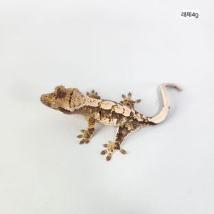 화이트 트라이 익스트림할리퀸