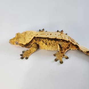 트라이 익스트림할리퀸 텐저린