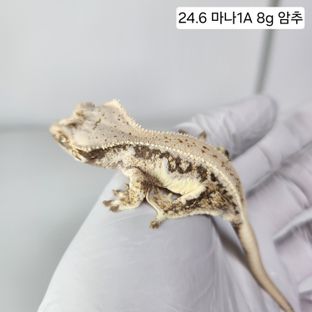 릴리화이트