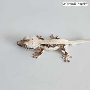 솔리드백 릴리화이트
