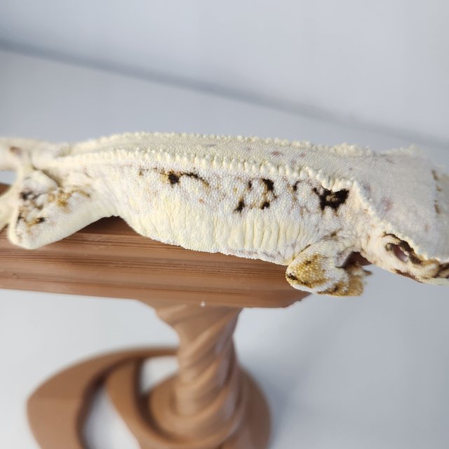 릴리화이트 솔리드백