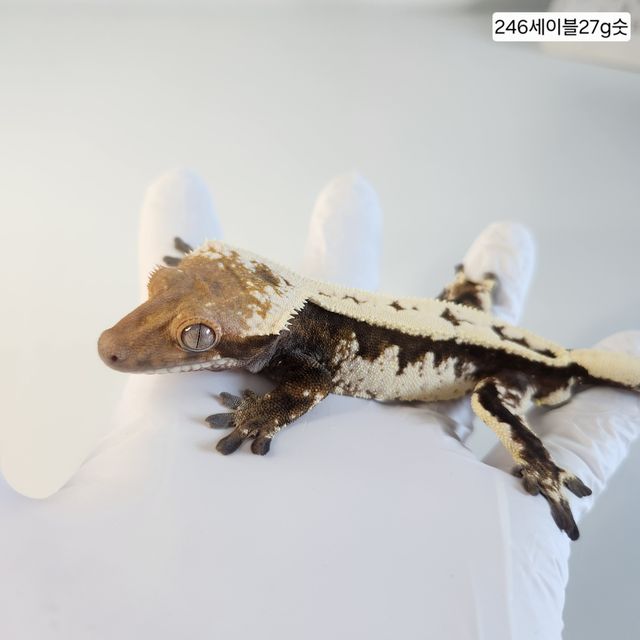 세이블