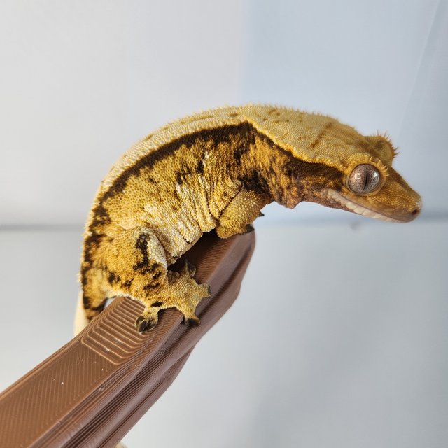 트라이 익스트림할리퀸 텐저린