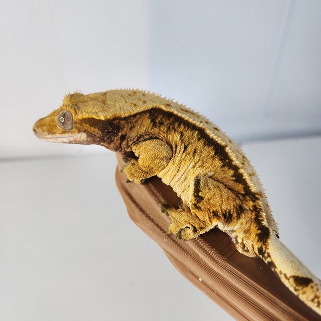 트라이 익스트림할리퀸 텐저린