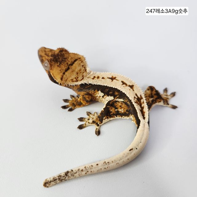 블랙 화이트 텐저린 트라이