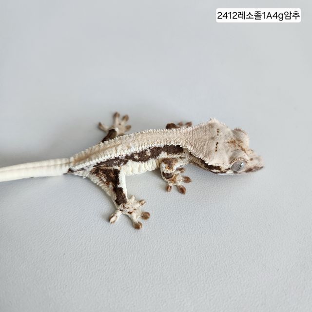 솔리드백 릴리화이트