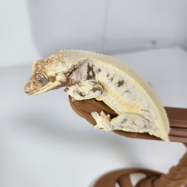 릴리화이트 솔리드백