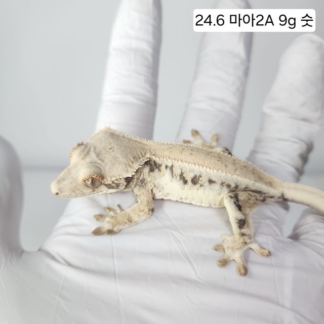 릴리화이트