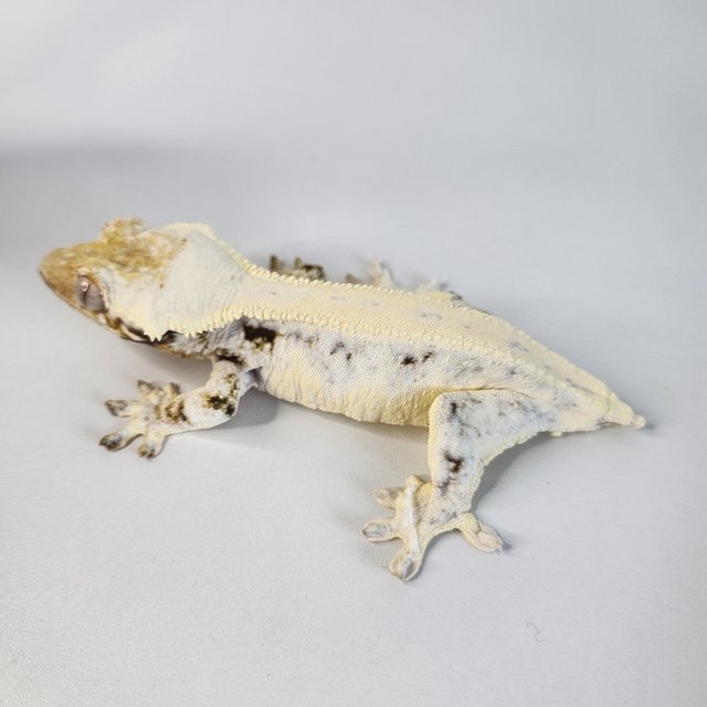 솔리드백 릴리화이트