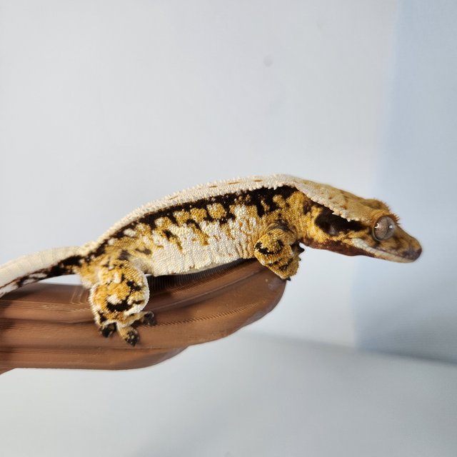 트라이 풀핀 익스트림할리퀸 화이트스팟