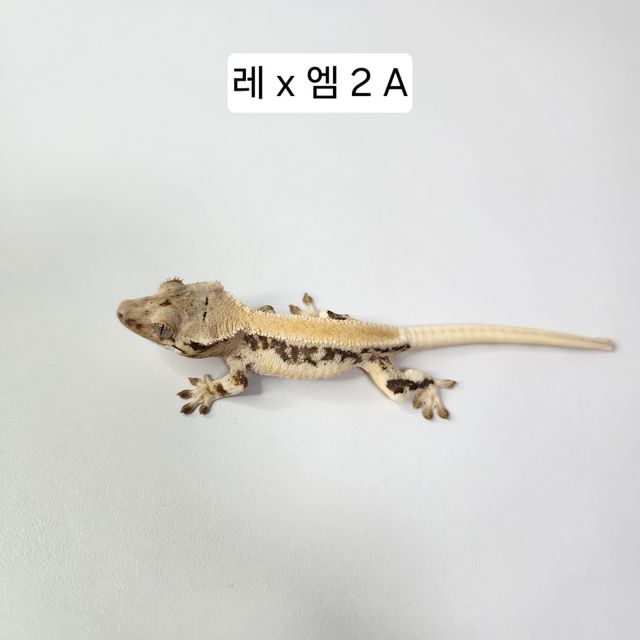 릴리화이트 솔리드백