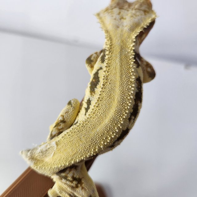 릴리화이트 솔리드백