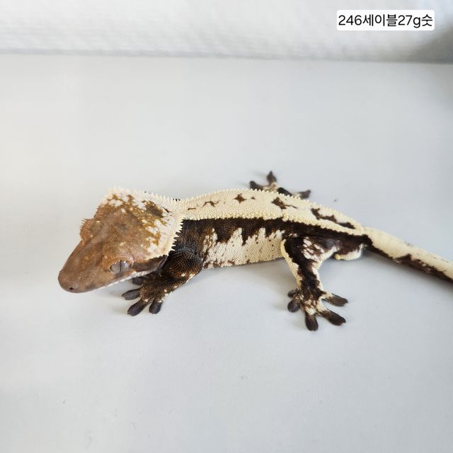 세이블
