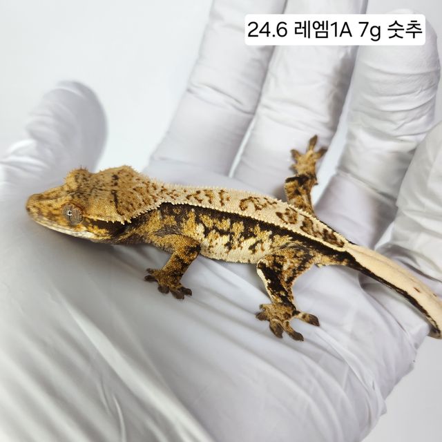 트라이 익스트림할리퀸 핀스트라이프