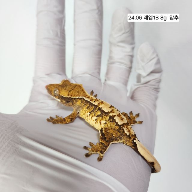 텐저린 트라이