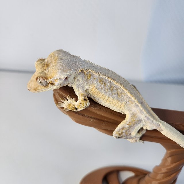 릴리화이트 솔리드백