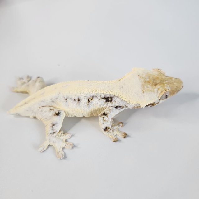 솔리드백 릴리화이트