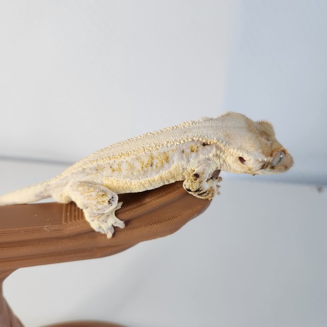 릴리화이트 솔리드백