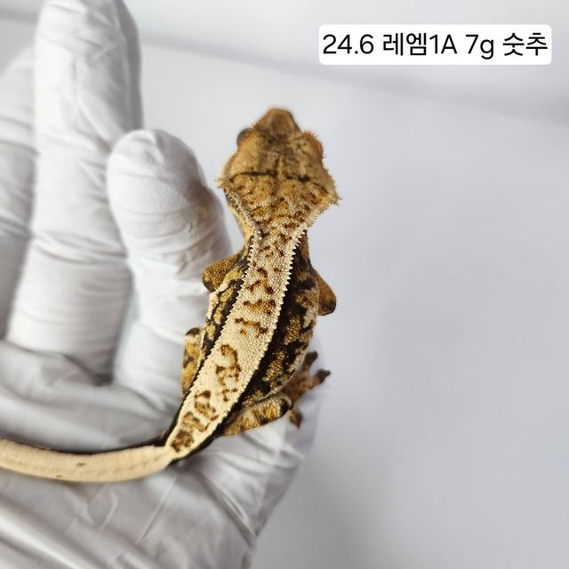 트라이 익스트림할리퀸 핀스트라이프