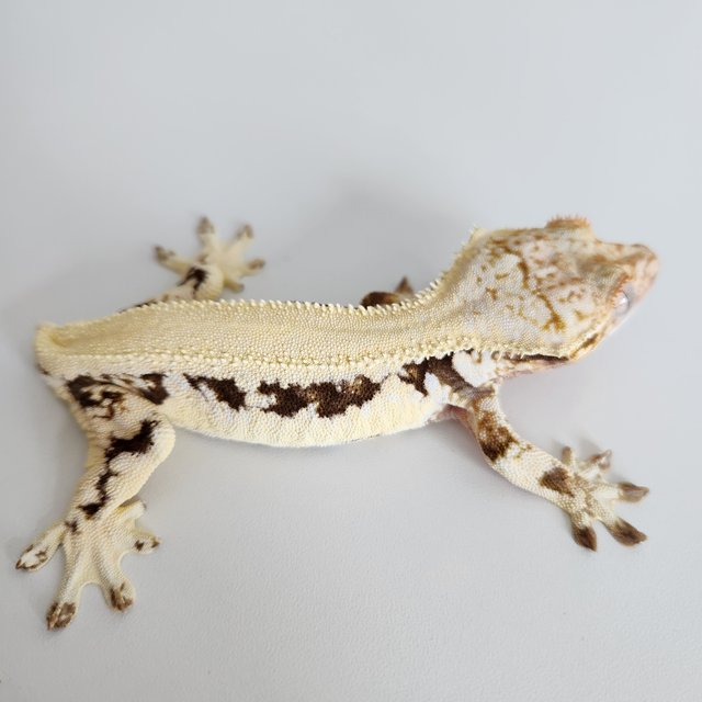 릴리화이트 솔리드백