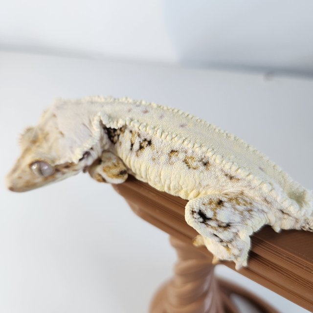 릴리화이트 솔리드백