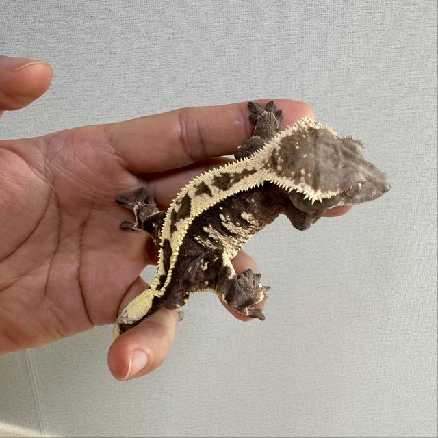 세이블