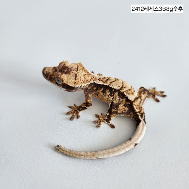 텐저린 트라이 익스트림할리퀸