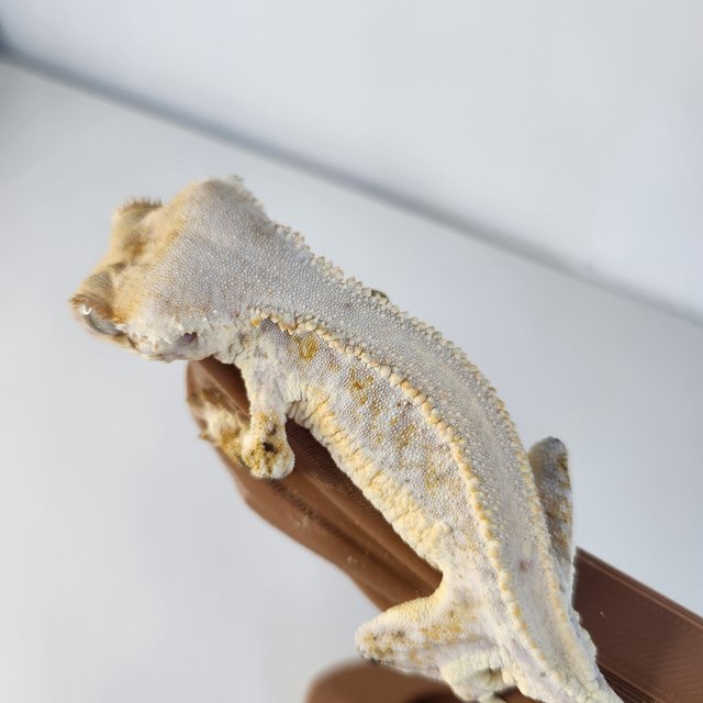 릴리화이트 솔리드백