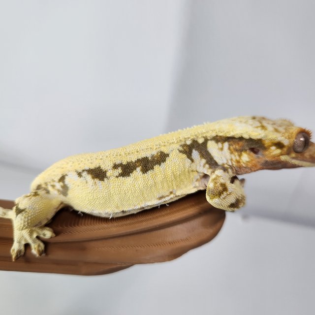 릴리화이트 솔리드백