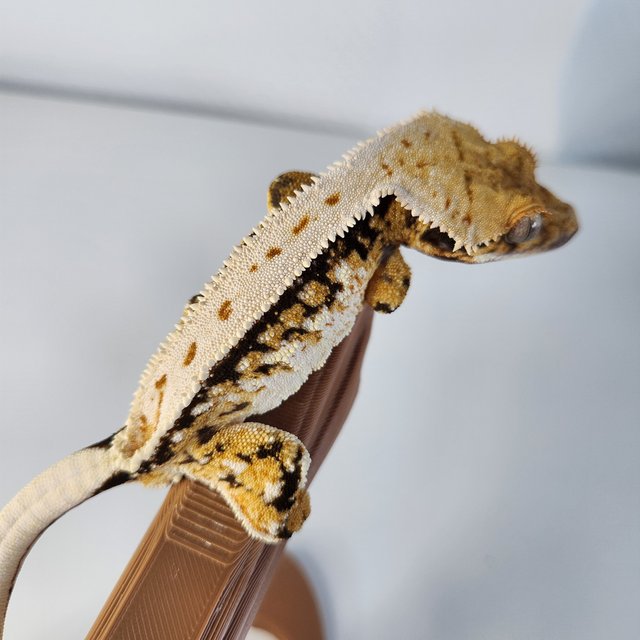 트라이 풀핀 익스트림할리퀸 화이트스팟