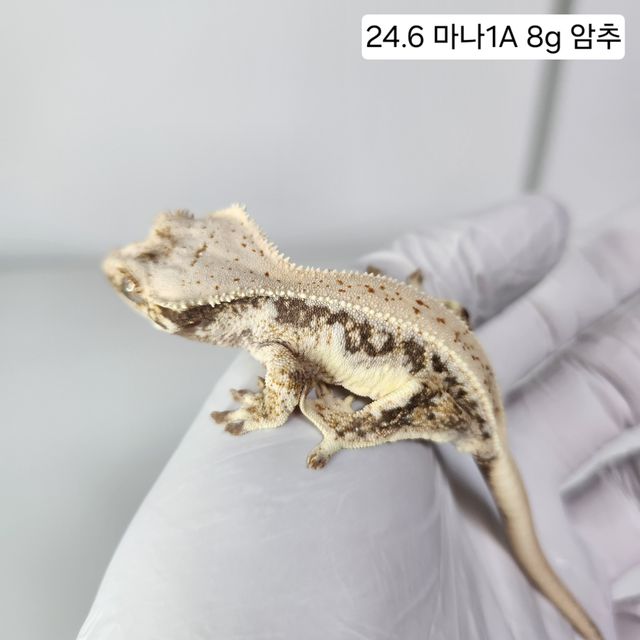 릴리화이트
