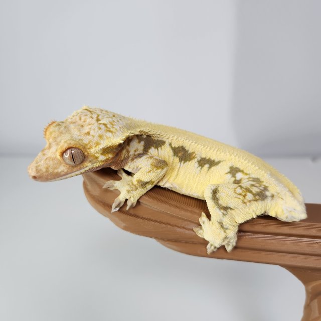 릴리화이트 솔리드백