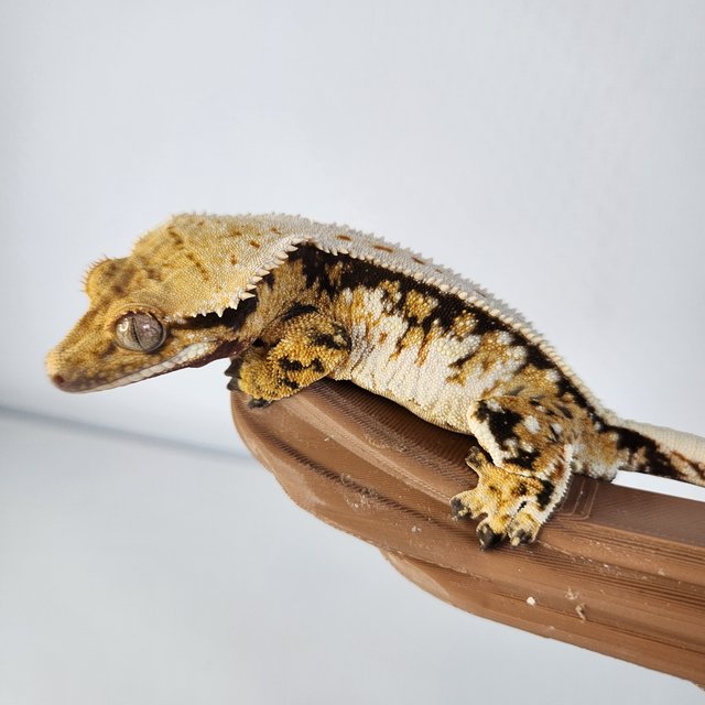 트라이 풀핀 익스트림할리퀸 화이트스팟