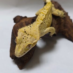 노멀 달마시안 슈퍼달마시안