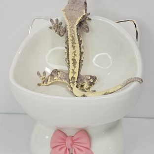 카푸치노 트라이