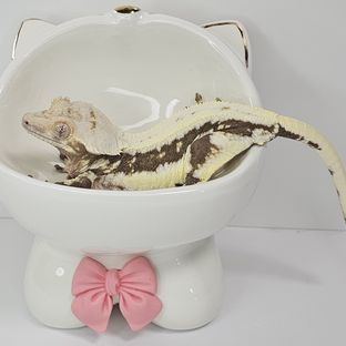 릴리화이트
