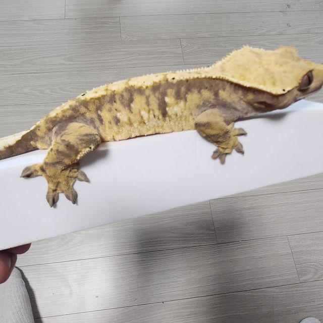노멀 트라이 할리퀸