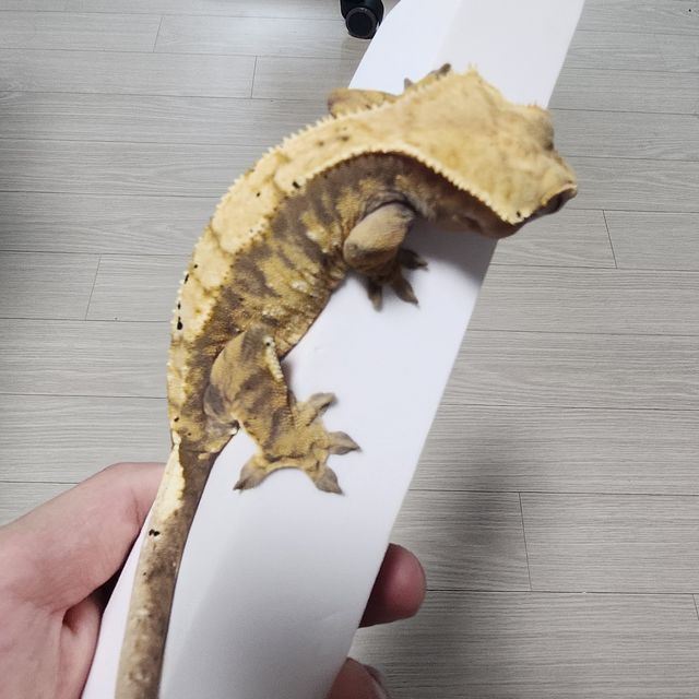 노멀 트라이 할리퀸