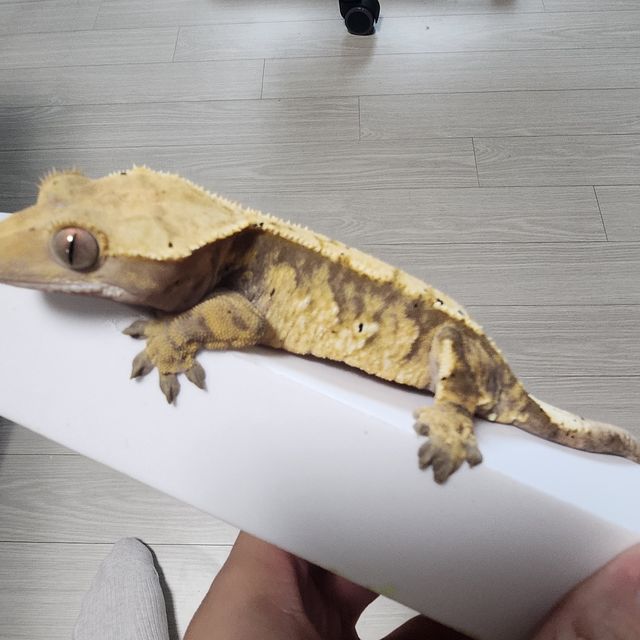 노멀 트라이 할리퀸