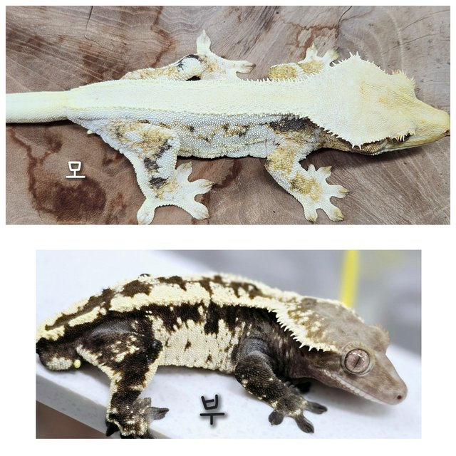 트라이 옐로우 노멀