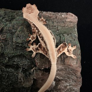 릴리화이트 솔리드백