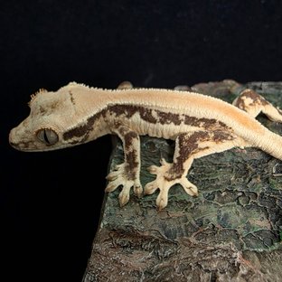 릴리화이트 솔리드백