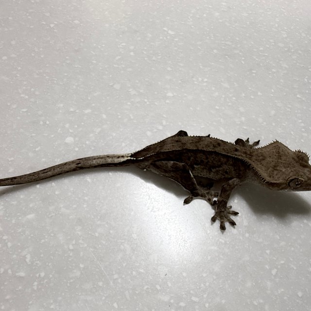 다크 챠콜 벅스킨