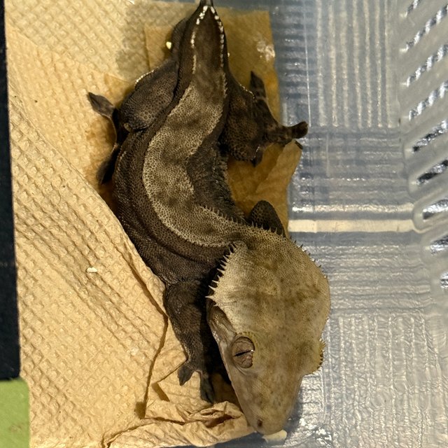 다크 챠콜 벅스킨