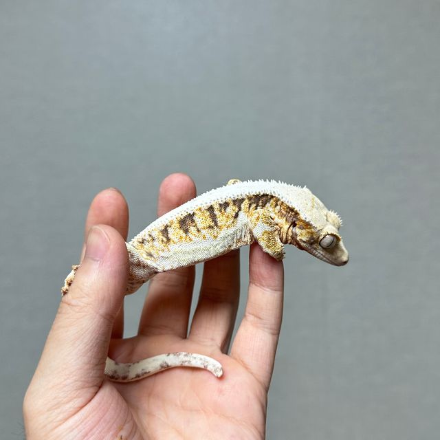 릴리화이트 트라이