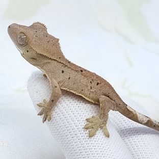 슈퍼달마시안