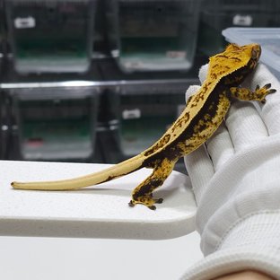 노멀 트라이 풀핀 쿼드 텐저린 슈퍼스트라이프