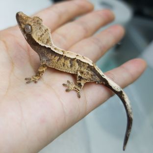 니카2세