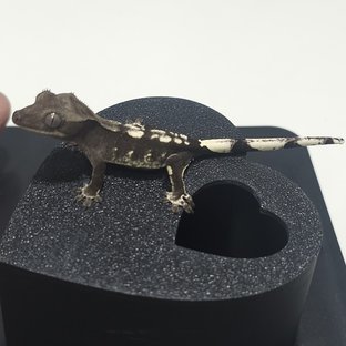 쿼드 화이트핀 화이트스팟 아잔틱 블랙 화이트